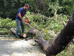 Trusted Ashland, IL Tree Services Experts