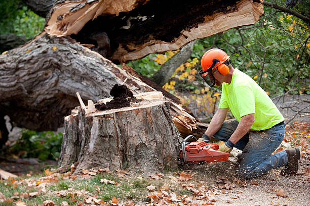 How Our Tree Care Process Works  in  Ashland, IL